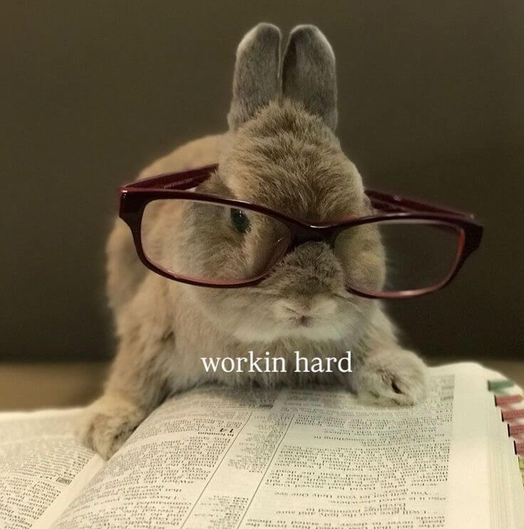 Фотография: милый кролик в очках сидит на раскрытой книге. На фото есть надпись «Тяжело работаю»